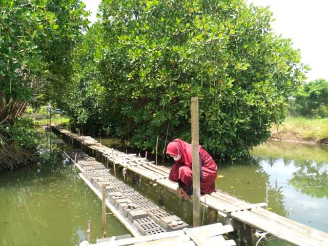 Kepiting 58: Rahasia Rasa dari Hutan Mangrove Cilacap